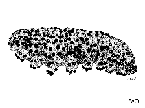 Image of Isostichopus badionotus (Chocolate chip sea cucumber)