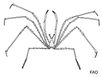 Image of Latreillia manningi (Daddy-longlegs crab)