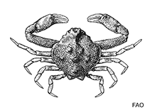 Image of Myra fugax (Fleeting purse crab)