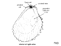 Image of Limatula attenuata (Attenuate fileclam)