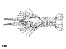 Image of Linuparus sordidus (Oriental spear lobster)