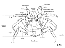 Image of Hapalogaster dentata (Spiny stone crab)