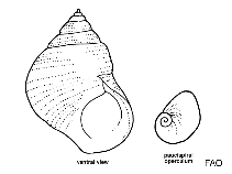 Image of Lacuna vincta (Northern lacuna)