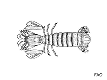 Image of Lysiosquilla aulachorhynchus 