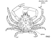 Image of Nemausa acuticornis (Sharphorn clinging crab)