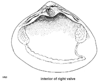 Image of Mactra maculata (Maculated troughshell)