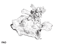 Image of Merulina ampliata (Merulina coral)