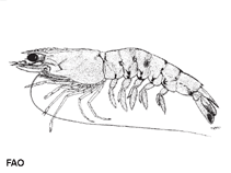 Image of Penaeus latisulcatus (Western king prawn)