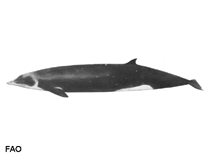 Image of Mesoplodon layardii (Strap-toothed whale)