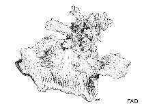 Image of Dipsastraea truncata 