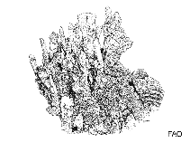 Image of Millepora latifolia 