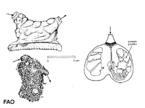 Image of Microcosmus polymorphus 