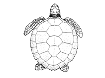 Image of Natator depressa (Flatback turtle)