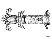 Image of Austrosquilla rachelae 