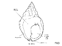 Image of Nassarius incrassatus (Thick lipped dog whelk)