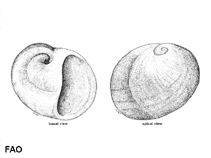 Image of Neverita albumen (Eggwhite moon snail)