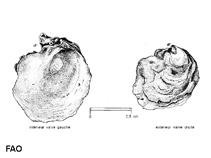 Image of Neopycnodonte cochlear (Deepsea oyster)