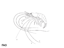 Image of Nematopalaemon tenuipes (Spider prawn)
