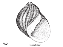 Image of Neritina turrita (Turreted nerite)
