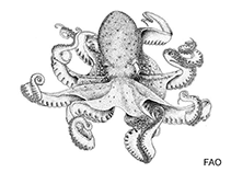 Image of Octopus micropyrsus (California lilliput octopus)