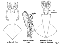 Image of Onykia robusta (Robust clubhook squid)