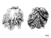 Image of Striostrea prismatica (Stone oyster)