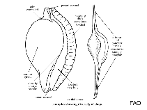 Image of Dentiovula horai 