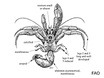Image of Catapagurus ensifer 