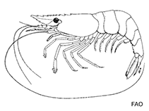 Image of Leandrites indicus (Indian small prawn)