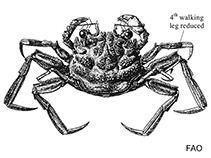 Image of Palicus gracilis (Delicate stilt crab)