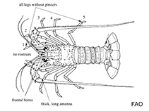 Image of Palinustus waguensis (Japanese blunthorn lobster)