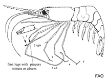 Image of Heterocarpus tricarinatus (Scarred nylon shrimp)