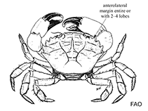 Image of Lophopanopeus leucomanus (Knobkneed crestleg crab)