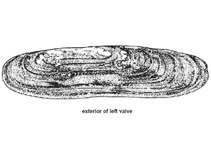 Image of Pharella acutidens (Sharp razor clam)