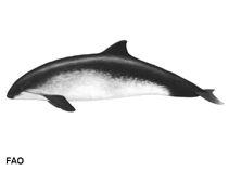 Image of Phocoena phocoena (Harbour porpoise)