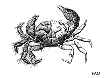 Image of Tiaramedon spinosum (Feather star crab)