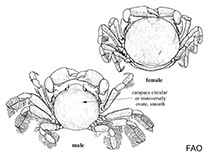 Image of Pinnaxodes floridensis (Polkadotted pea crab)