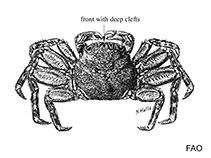 Image of Euchirograpsus antillensis (Antillean talon crab)