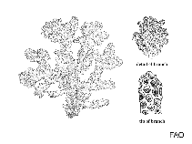 Image of Pocillopora diomedeae 