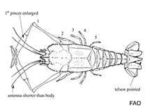 Image of Pentacheles laevis (Blind lobster)