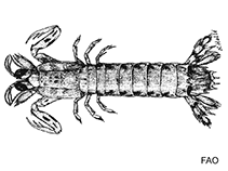 Image of Raoulserenea pygmaea 