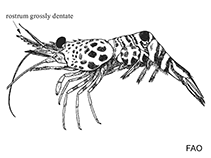 Image of Cinetorhynchus striatus (Striped hinge-beak shrimp)