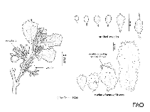 Image of Sargassum latifolium 