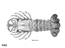 Image of Scyllarus pygmaeus (Pygmy locust lobster)