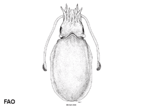 Image of Aurosepina arabica (Arabian cuttlefish)
