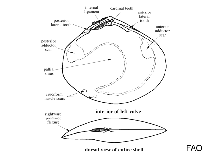 Image of Semele venusta (Sharp-rib semele)