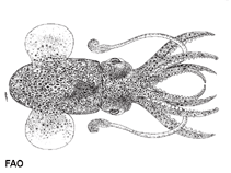 Image of Sepietta oweniana (Common bobtail squid)