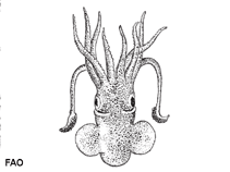 Image of Sepiola rondeletii (Dwarf bobtail squid)