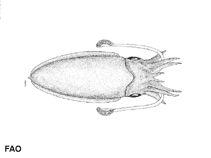 Image of Erythalassa trygonina (Trident cuttlefish)