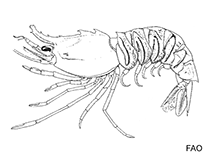 Image of Sicyonia picta (Peanut rock shrimp)
